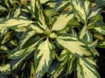 Variegated foliage of Rhododendron Molten Gold